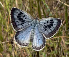 Large blue butterfly