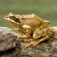 Common frog