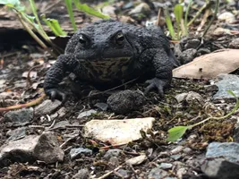 Common toad